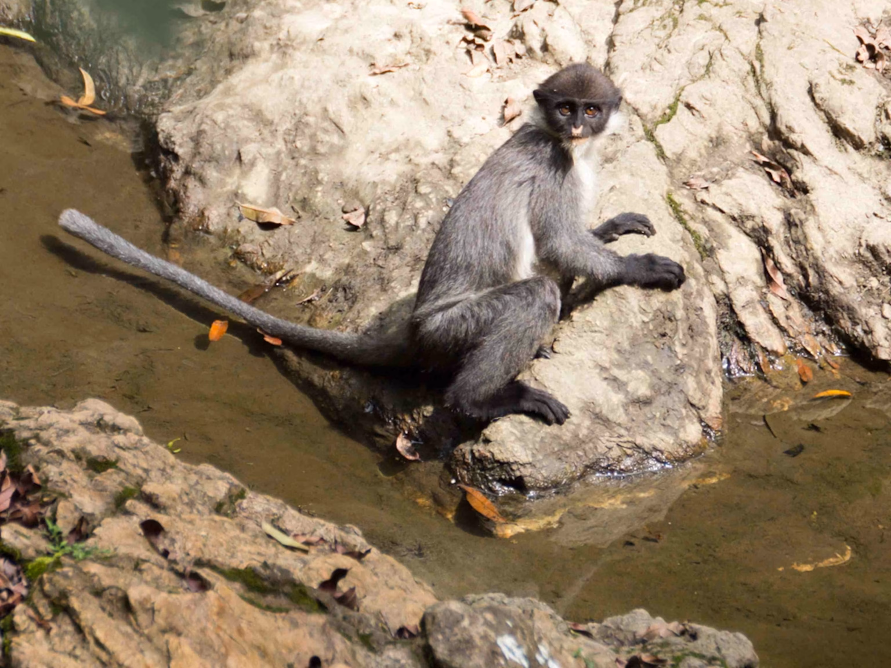 emo primate infographic