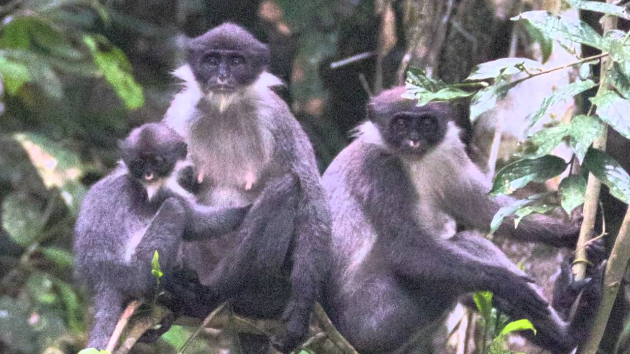 emo primate infographic