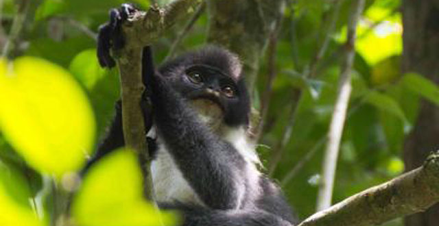 emo primate infographic